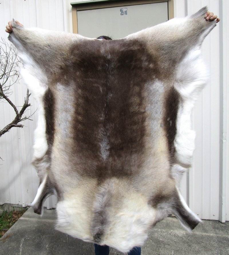 42 by 41 inches Finland Reindeer Skin, Hide for Sale