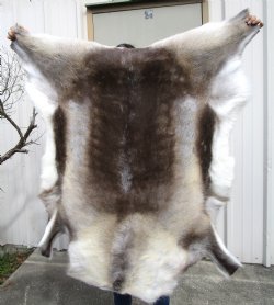 42 by 41 Finland Reindeer Skin, Hide for Sale