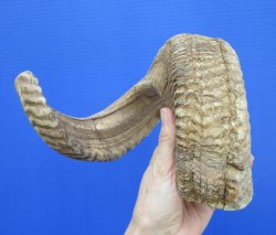 25-1/2 inches African Merino Ram, Sheep Horn for Sale