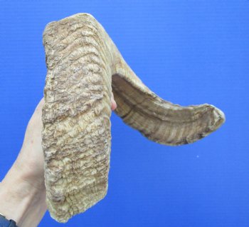 25-3/4 inches African Merino Ram, Sheep Horn