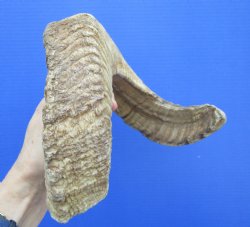 25-3/4 inches African Merino Ram, Sheep Horn