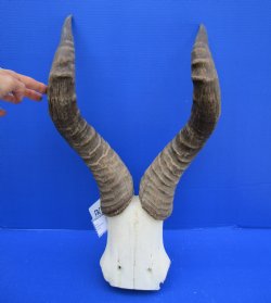 Male Red Hartebeest Skull Plate with 21-7/8 and 22-1/2 inches Horns for Sale (holes)