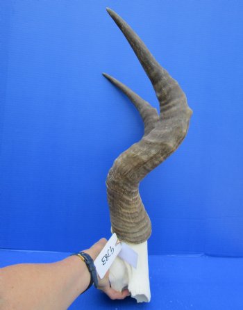 Male Red Hartebeest Skull Plate with 21-7/8 and 22-1/2 inches Horns for Sale (holes)