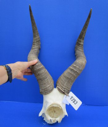Male Red Hartebeest Skull Plate with 21-7/8 and 22-1/2 inches Horns for Sale (holes)