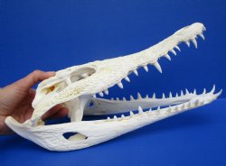 12-1/2 inches Authentic Nile Crocodile Skull (CITES 263852) - $214.99