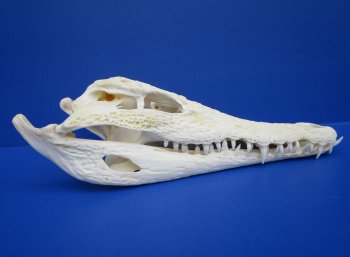 12-1/2 inches Authentic Nile Crocodile Skull (CITES 263852) - $154.99<font color=red> Sale</font> 