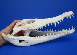 12-3/8 inches Real Nile Crocodile Skull (CITES 263852) $154.99 <font color=red> Sale</font>