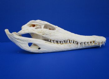 12-3/8 inches Real Nile Crocodile Skull (CITES 263852) $154.99 <font color=red> Sale</font>