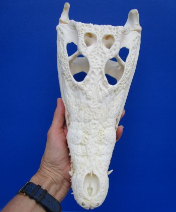 12-3/8 inches Real Nile Crocodile Skull (CITES 263852) $154.99 <font color=red> Sale</font>