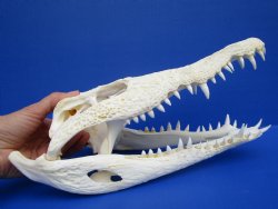 12 inches Real African Nile Crocodile Skull (CITES 263852) - $214.99