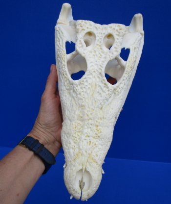 12 inches Real African Nile Crocodile Skull (CITES 263852) - $154.99 <font color=red> Sale</font>
