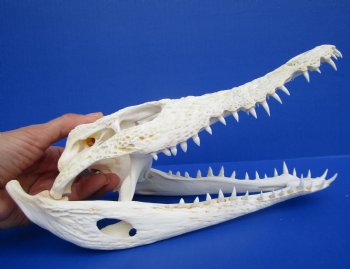 11 inches African Nile Crocodile Skull (CITES 263852) - $124.99  <font color=red> Sale</font>