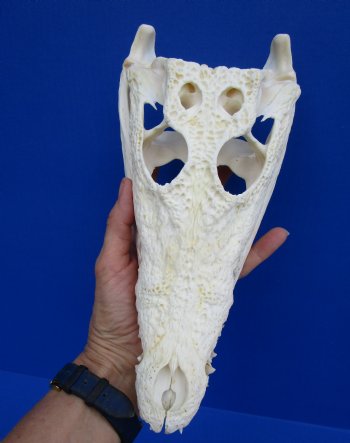 11 inches African Nile Crocodile Skull (CITES 263852) - $124.99  <font color=red> Sale</font>