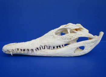 11 inches African Nile Crocodile Skull (CITES 263852) - $124.99  <font color=red> Sale</font>