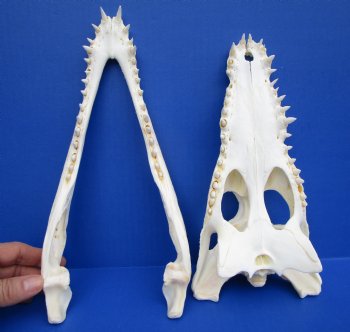 12 inches Nile Crocodile Skulls <font color=red> Wholesale</font> (CITES 263852) Delivery Signature Required - 3 @ $135.00 each  <font color=red> Sale</font>