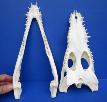 12 inches Nile Crocodile Skulls <font color=red> Wholesale</font> (CITES 263852) Delivery Signature Required - 3 @ $135.00 each 