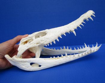 11-1/2 inches Authentic Nile Crocodile Skull (CITES 263852) $194.99