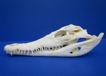 11-1/2 inches Authentic Nile Crocodile Skull (CITES 263852) $194.99