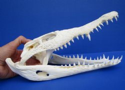 11-1/2 inches African Nile Crocodile Skull (CITES 263852) - $194.99