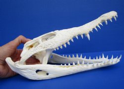 11-1/2 inches African Nile Crocodile Skull (CITES 263852) - $124.99  <font color=red> Sale</font>