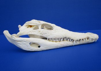 11-1/2 inches African Nile Crocodile Skull (CITES 263852) - $124.99  <font color=red> Sale</font>