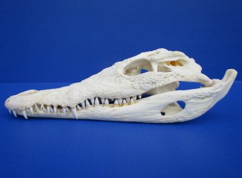 11-1/2 inches African Nile Crocodile Skull (CITES 263852) - $124.99  <font color=red> Sale</font>