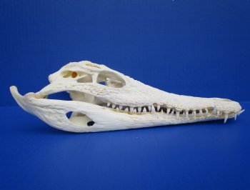 11 inches African Nile Crocodile Skull (CITES 263852) $124.99  <font color=red> Sale</font>