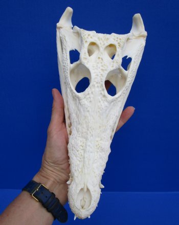 11 inches African Nile Crocodile Skull (CITES 263852) $124.99  <font color=red> Sale</font>