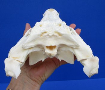 11 inches African Nile Crocodile Skull (CITES 263852) $124.99  <font color=red> Sale</font>