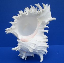9-3/4 inches Giant White Murex Ramosus Shell - $27.99