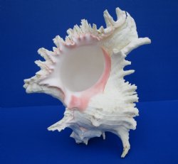 9-3/4 inches Large Ramose Murex Shell - $27.99