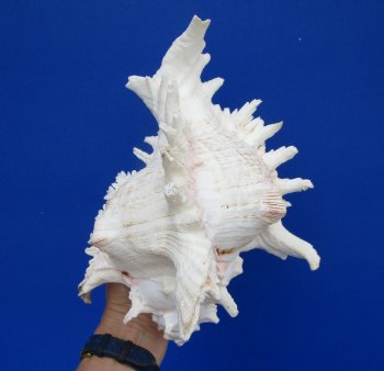 9-3/4 inches Large Ramose Murex Shell - $27.99