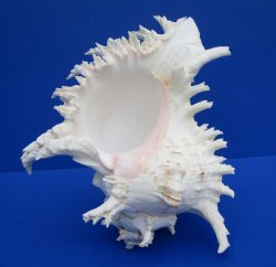 9-1/8 inches Giant White Ramose Murex Shell - $27.99