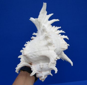 9-1/8 inches Giant White Ramose Murex Shell - $27.99