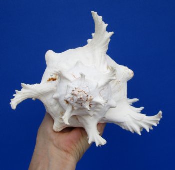 9-1/8 inches Giant White Ramose Murex Shell - $27.99