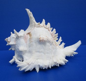 9-1/8 inches Giant White Ramose Murex Shell - $27.99