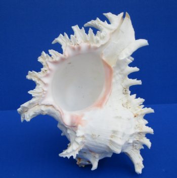 7 inches White Murex Ramosus Shell - $14.99