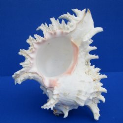 7 inches White Murex Ramosus Shell - $14.99