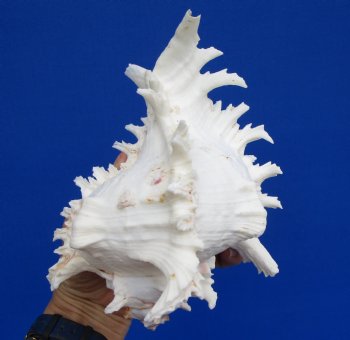 7 inches White Murex Ramosus Shell - $14.99