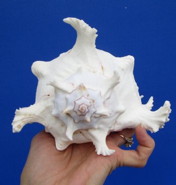 7 inches White Murex Ramosus Shell - $14.99