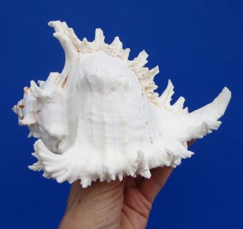 7 inches White Murex Ramosus Shell - $14.99