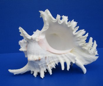 7 inches Ramose Murex Shell for Sale - $14.99