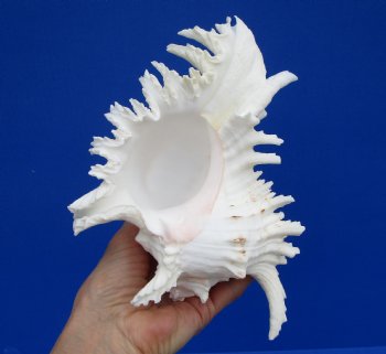 7 inches Ramose Murex Shell for Sale - $14.99