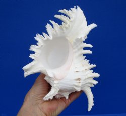 7 inches Ramose Murex Shell for Sale - $14.99