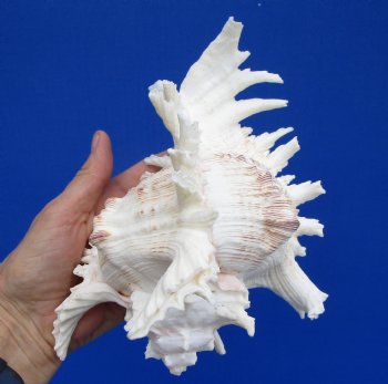 7 inches Ramose Murex Shell for Sale - $14.99