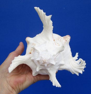 7 inches Ramose Murex Shell for Sale - $14.99