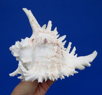 7 inches Ramose Murex Shell for Sale - $14.99