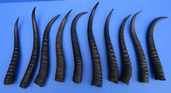 10 Female Springbok Horns 7 to 9-3/8 inches - $6.90 each