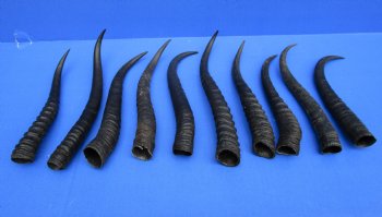 10 Female Springbok Horns 7 to 9-3/8 inches - $6.90 each