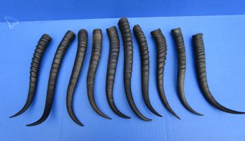 10 Female Springbok Horns 7 to 9-3/8 inches - $6.90 each